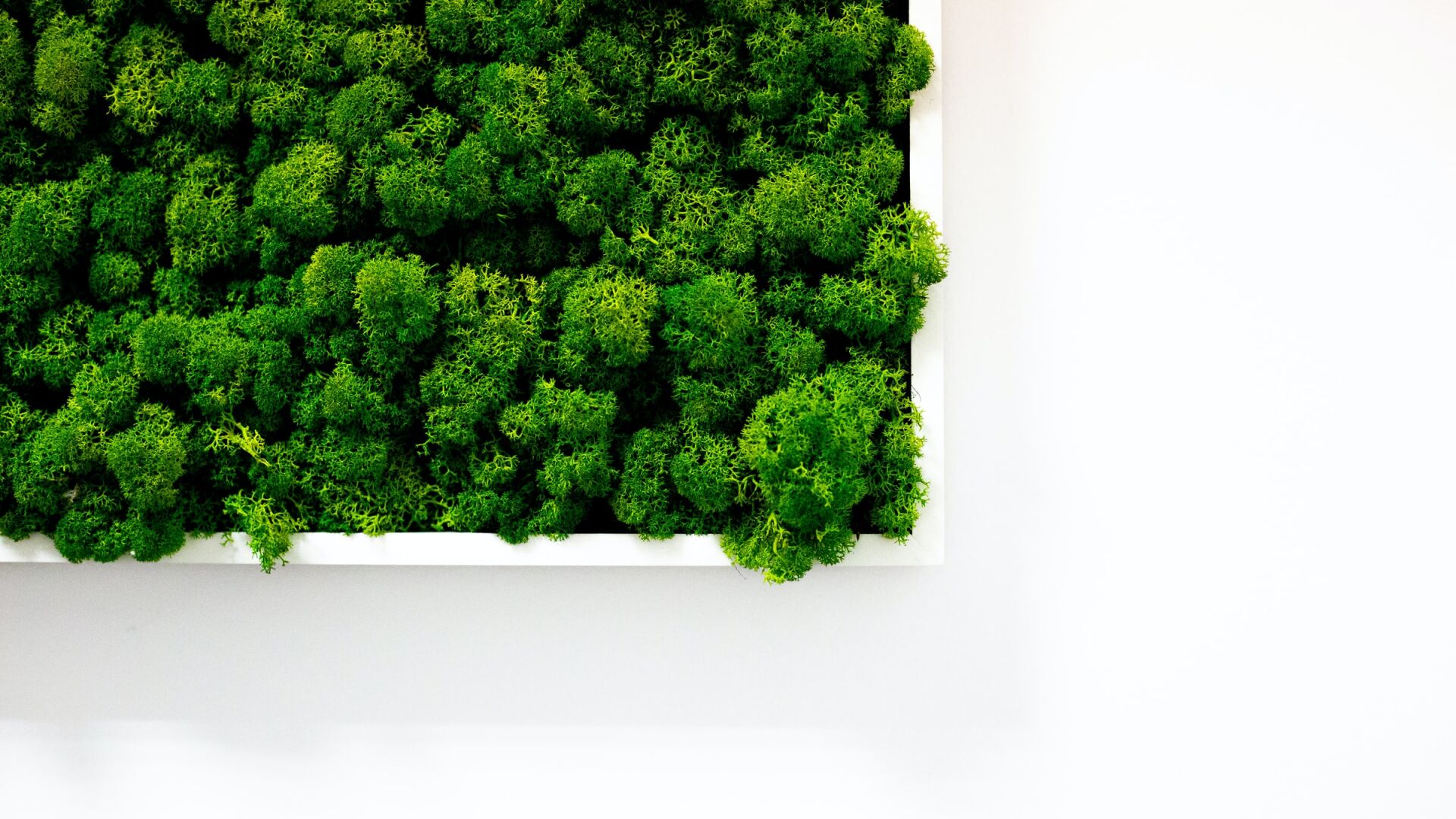 Make moss wall art, learn how to propagate houseplants: 51 things for plant lovers to try in January